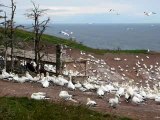 2_Les Fous de Bassans, sur l'île Bonaventure
