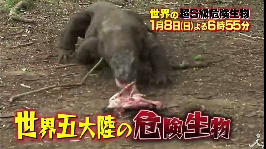 危険な ふしぎな たのしい 動物が続々登場 1 8 日 世界の超s級危険生物巨大 大群 キテレツ 衝撃生物sp Tbs Video Dailymotion