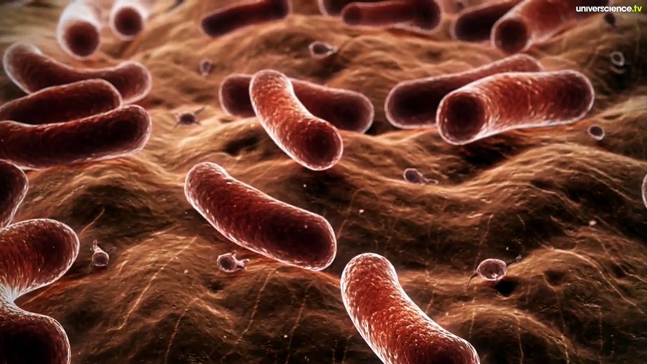 La réaction inflammatoire