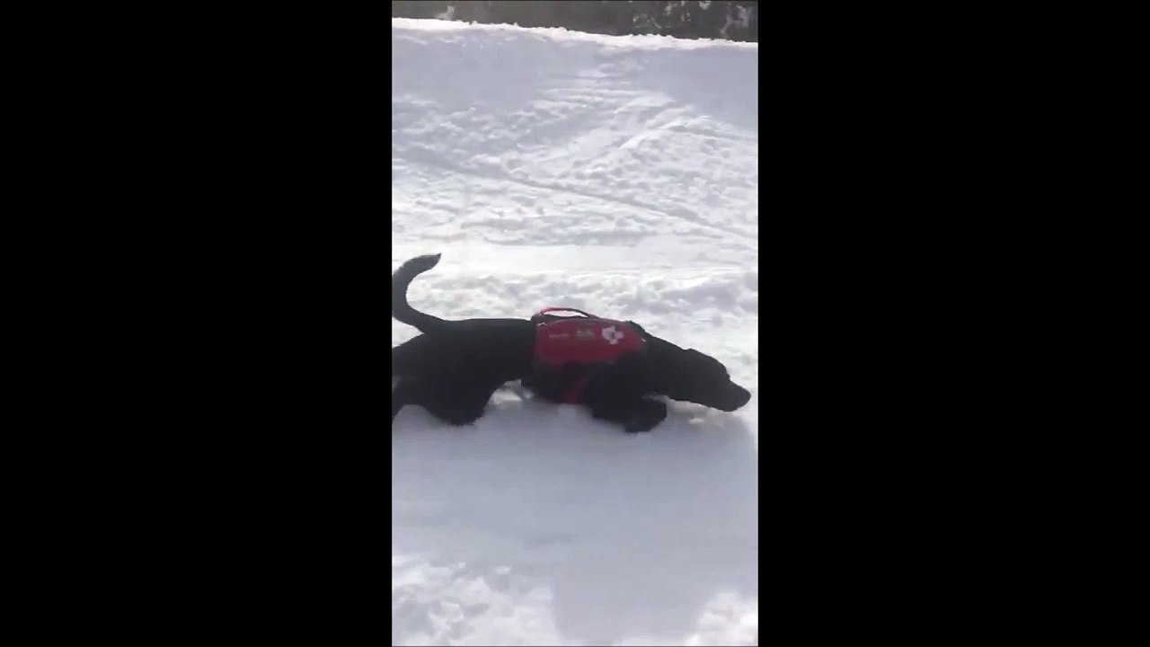 Ce chien sauveteur en montagne descend une piste sur le ventre... Gros kiff