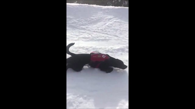 Ce chien sauveteur en montagne descend une piste sur le ventre... Gros kiff