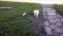 C.A-Ördek Köpeğe Kafa Tutuyor