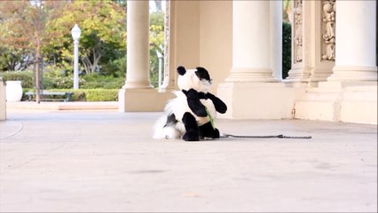 Dog Dresses up As Panda for Halloween