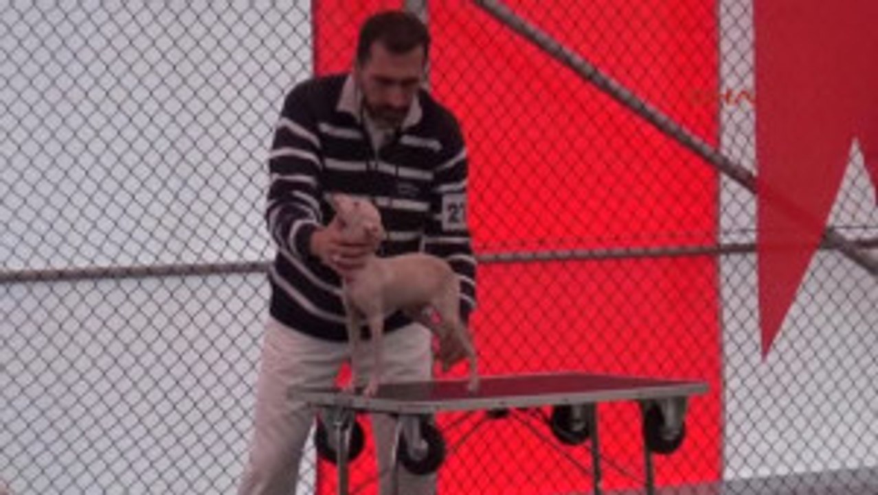 Antalya Uluslararası Irk Standartları Yarışması Tamamlandı