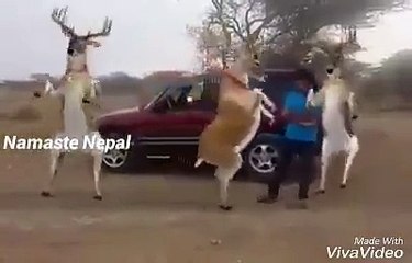 Fb videos For Fun- Facebook Search Video