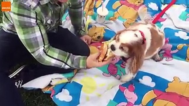 হাসতে হাসতে পেট ব্যাথা । কখনো এমন চিত্র দেখেননি আপনারা, না দেখলে মিস করবেন । পর্ব (12)