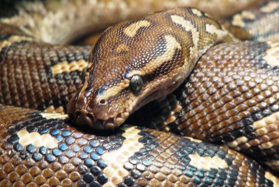 Top animais selvagens #057c, Animais selvagens atacando, Animals, Confrontos animais, Serpentes atacando animais e humanos, Lince, Piton birmanesa, Wild life, Reino animal, Animals, animais em extinção, animais marinhos, vida animal, filme -18ans, lion vs