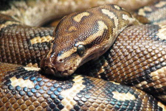 Top animais selvagens #057c, Animais selvagens atacando, Animals, Confrontos animais, Serpentes atacando animais e humanos, Lince, Piton birmanesa, Wild life, Reino animal, Animals, animais em extinção, animais marinhos, vida animal, filme -18ans, lion vs