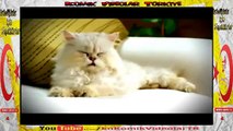 Kedi Ve Kombi Reklamı Çocukların Sevdiği Reklamlar  Komik Video