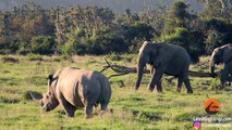 Un éléphant invite un rhinocéros à jouer avec un bâton