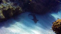Un plongeur retire un couteau planté dans la tête d’un requin
