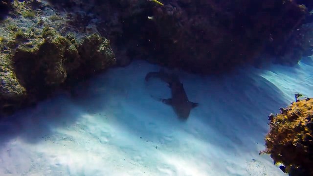 Un plongeur retire un couteau planté dans la tête d’un requin