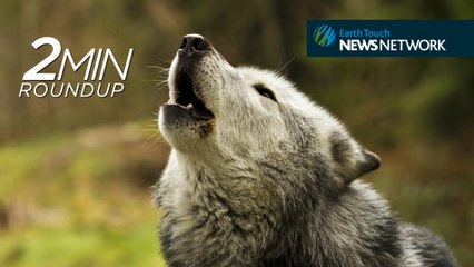 Good news for wolves, a baby whale shark rescue & another tusker falls