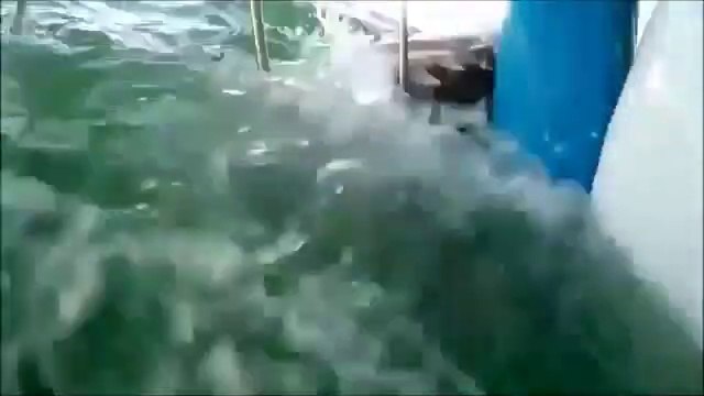 【閲覧注意】実はとても怖い巨大生物に世界が震えた！人食いサメはどれ？遭遇したらマジでヤバイことが･･･人間を襲う危険な種類はコレだ！【危険】嘘のような本当の話