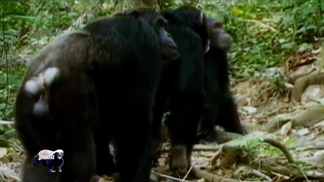 Top animais selvagens #2364M, Animais selvagens atacando, Animals, Confrontos animais, Serpentes atacando animais e huma