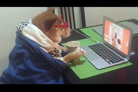 Dog studies at laptop at dining table Funny video Funny animals
