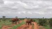 Beautiful Herd of Red Elephants Prowl Through Rural Kenya
