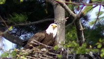Stunning American Bald Eagle Minnesota