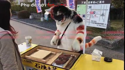 "Chú mèo khổng lồ" bán khoai lang: Hot trend mới tại Nhật