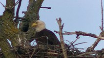 Best Eagle Attacks; Worlds Largest and Deadliest, Part 2, Bald and Golden Eagles!