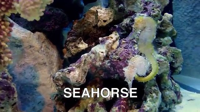 Sea Animals for Kids - Sea Animals Videos for Children Part 1 - Learn to Spell Sea Animals Names