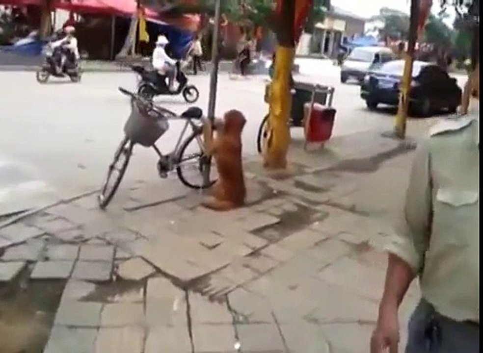 Ce chien monte attentivement la garde près de ce vélo - mais regardez bien sa réaction au retour de son maître.