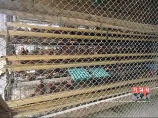 ব্যবহার অযোগ্য রাজবাড়ীর সরকারি হাঁস-মুরগির খামার