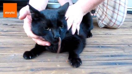 Cat Gets Snake Stuck Up Its Nose
