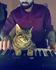 Jouer du piano avec son chat... Fainéant !