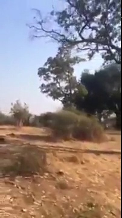 Un Elephant attaque des touristes en Afrique du Sud !