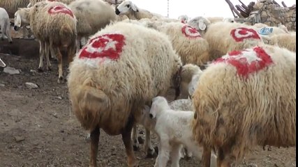 Koyunlarının Sırtına Türk Bayrağı Çizdi
