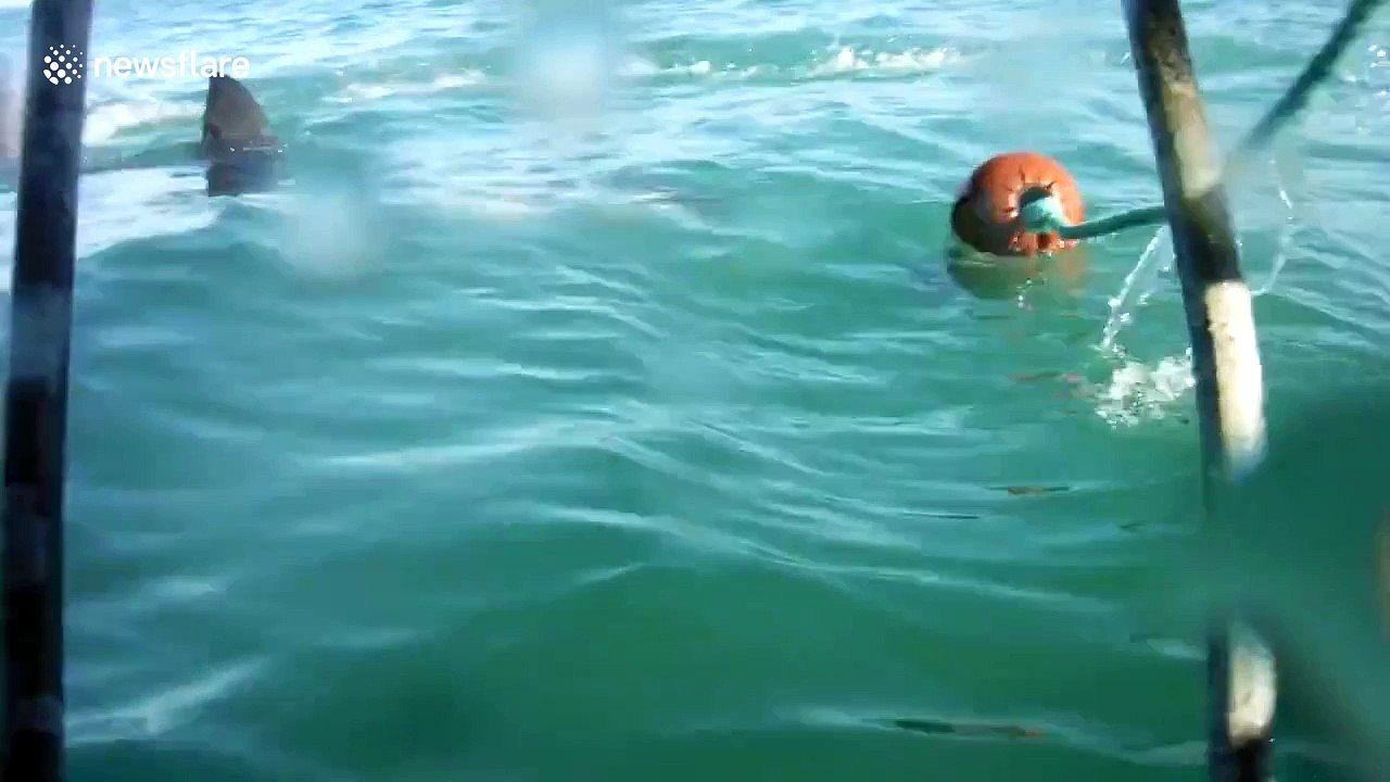 Tourists get terrified as great white shark approaches diving cage