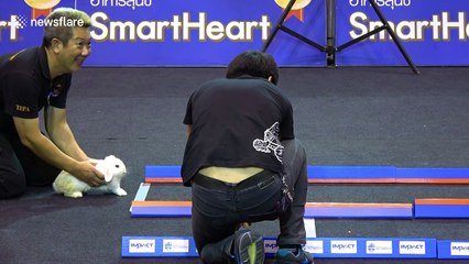 Tortoise races 'hare' and wins