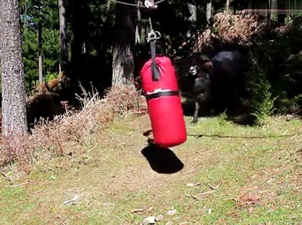 Funny Sheep In A Garden