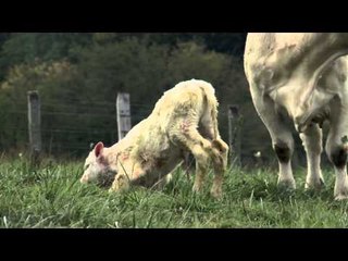 Bovines Bande Annonce