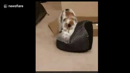 Cat cannot get into new bed with cone collar