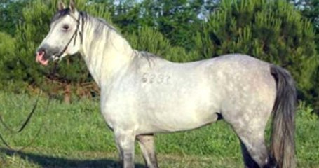 Devlete 14 Milyon TL Kazandıran Safkan Caş, 24 Yaşında Hayatını Kaybetti