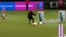 Ce chien Jack Russell est juste hilarant dans sa course d'agility