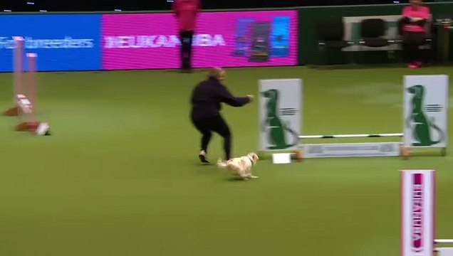 Ce chien Jack Russell est juste hilarant dans sa course d'agility