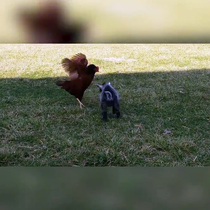 Ce bébé chèvre se prend pour une poule ou c'est la poule qui se prend pour une chèvre???