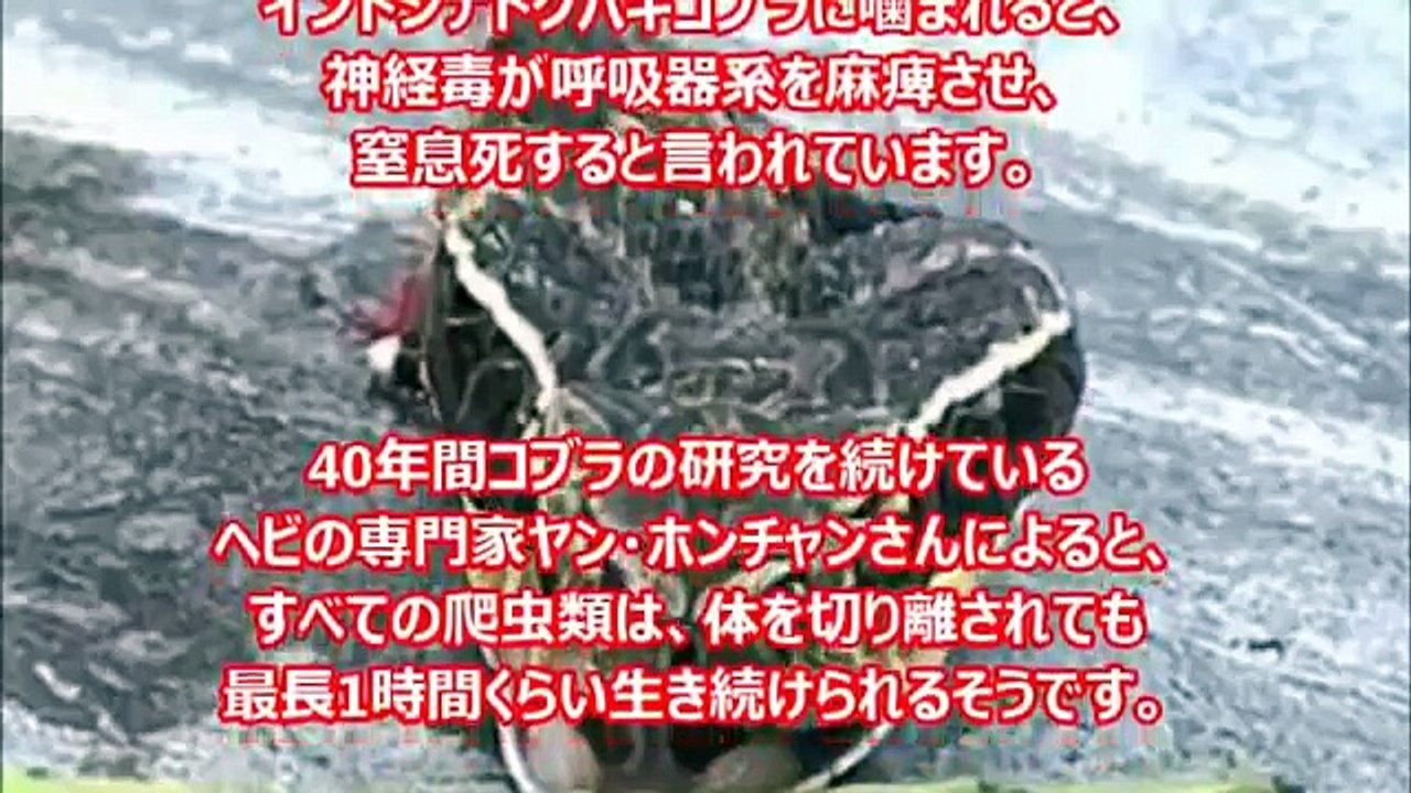 【閲覧注意】首を切っても生きる蛇の生命力が凄すぎる・・・