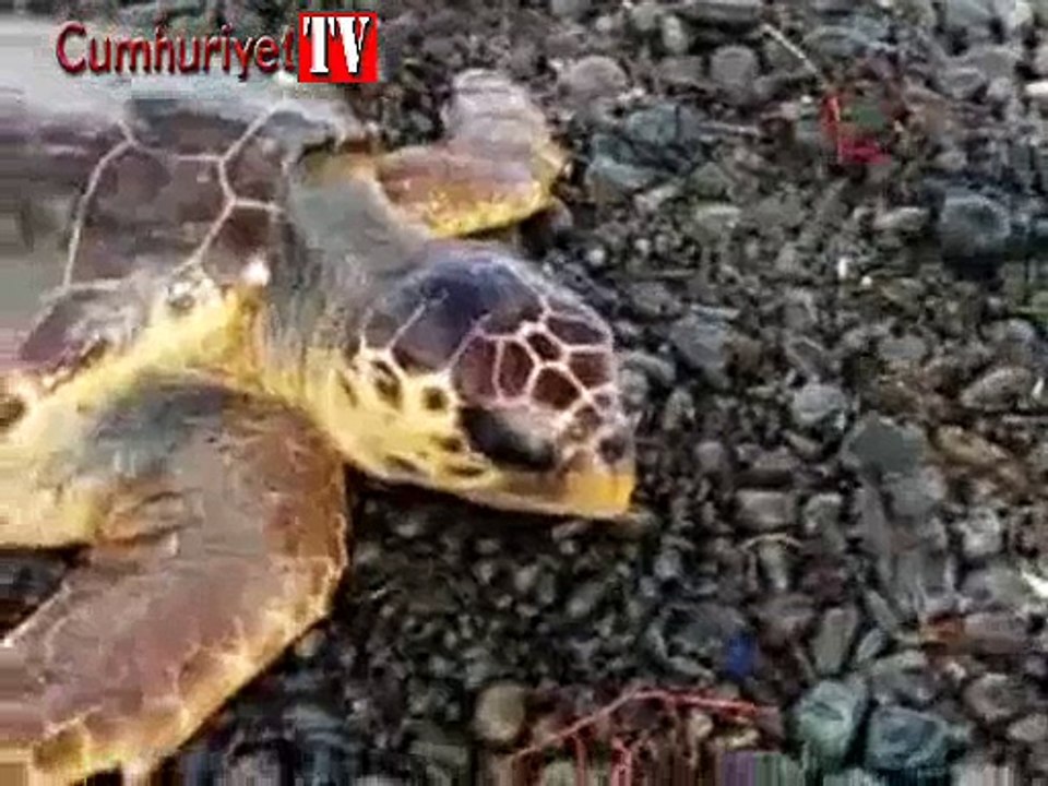 Vatandaşların dikkati caretta caretta'yı kurtardı