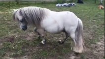 Shetland pony shows off his piaffe