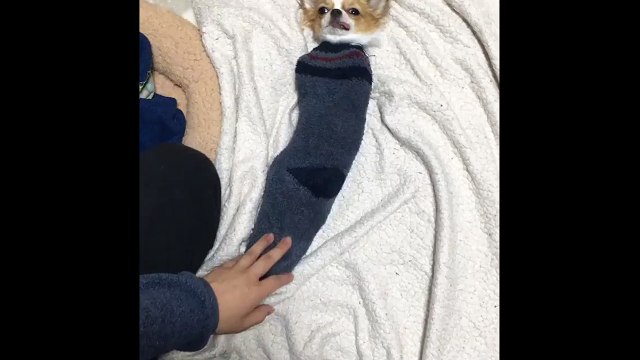 Tiny chihuahua fits inside sock