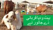 342 || Cow Qurbani for eiduladha || Bakra eid in Karachi, Pakistan || Sindh Dairy and Cattle Farm