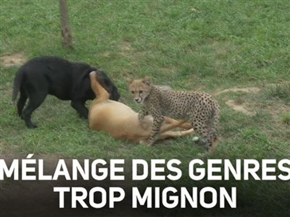 Des guépards et des chiots jouent ensemble !