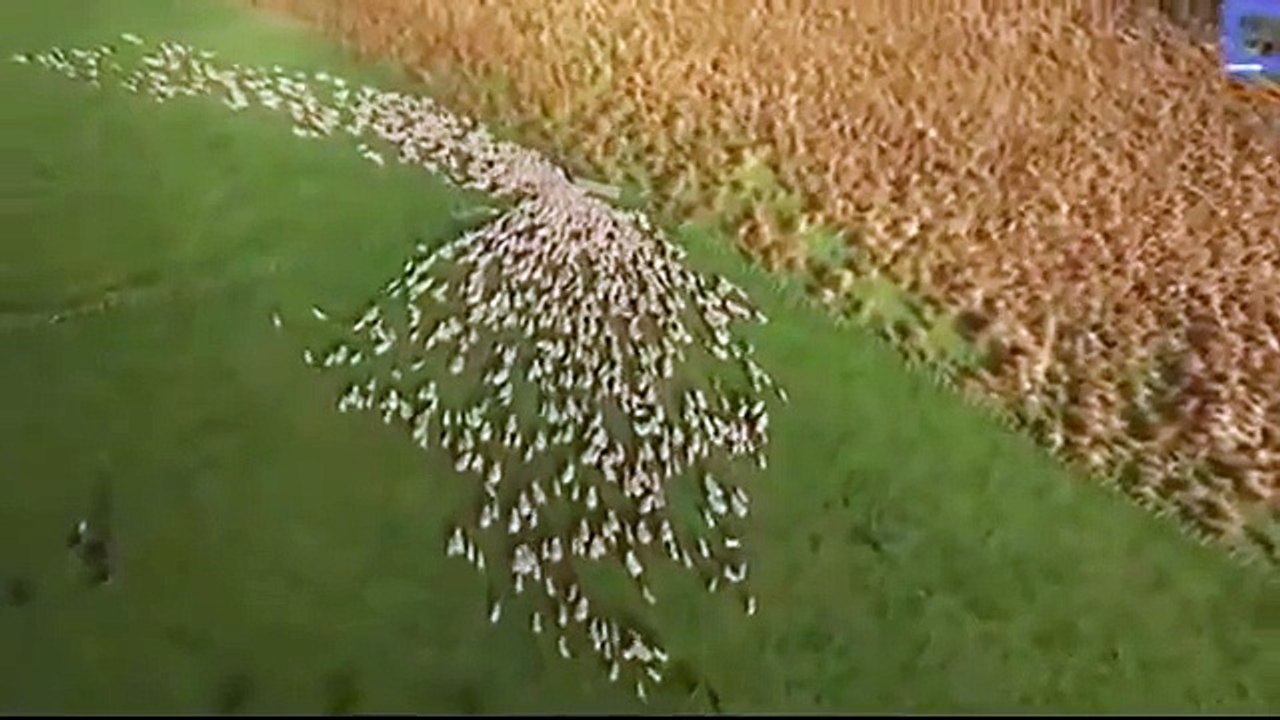 Ces moutons sont tout simplement hypnotiques