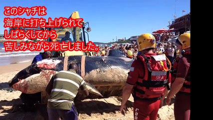 打ち上げられたシャチの胃の中から出てきたものが地球の未来を考えさせられる。