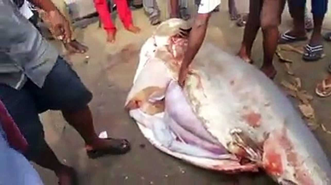 Caught in Camera Fishers Caught Biggest Shark Fish - Video
