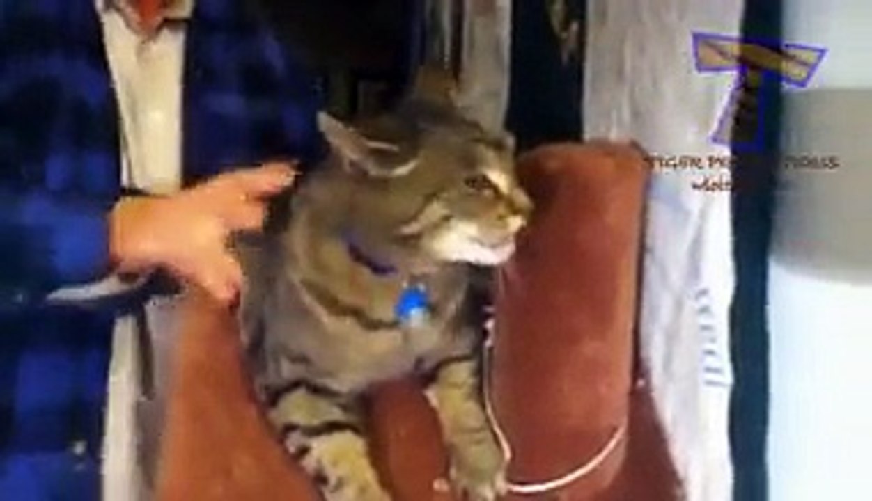 Animals screaming and making funny noises
